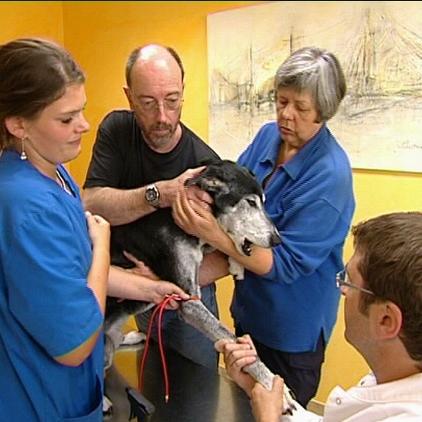 tierklinik menzel recklinghausen tierklinik menzel recklinghausen