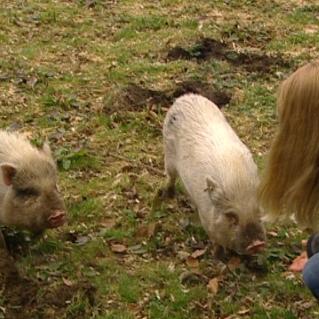 tiergeschichten2 tiergeschichten2