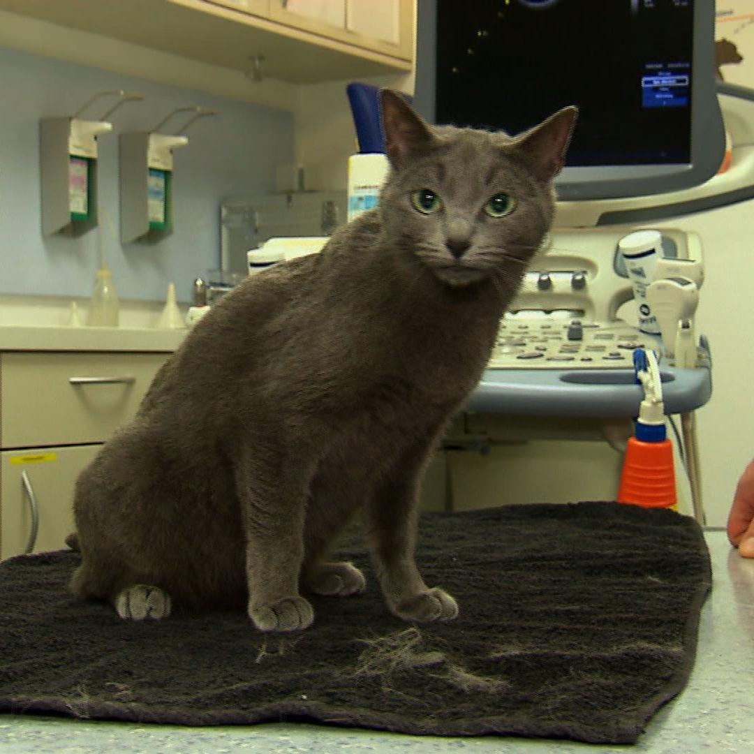 tk-bielefeld traechtige katze tk-bielefeld traechtige katze