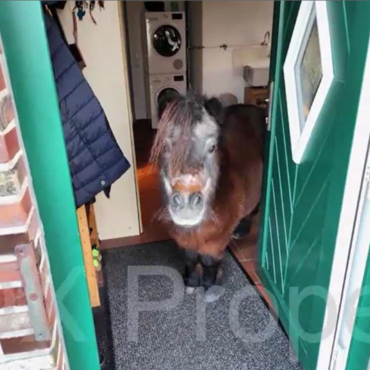 Bei Bella steht ein Pferd auf dem Flur Bei Bella steht ein Pferd auf dem Flur