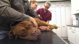 Notfall in der Tierklinik Isernhagen