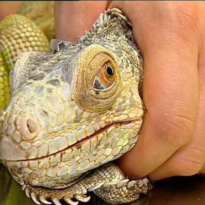 reptilium landau leguan reptilium landau leguan