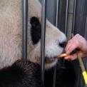 zoo wien pandas zoo wien pandas