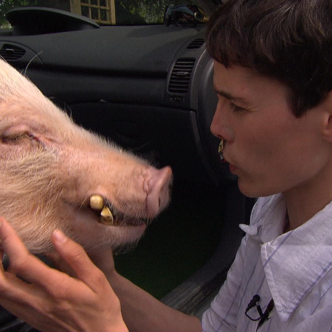Tiergeschichten3 - VOX-DOCMA TV - Minischwein Moritz auf dem Beifahrersitz Tiergeschichten3 - VOX-DOCMA TV - Minischwein Moritz auf dem Beifahrersitz