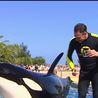 loro parque orca adan loro parque orca adan