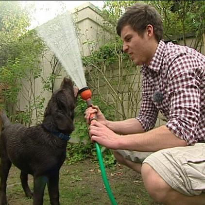 blindenhund dolph und jakob blindenhund dolph und jakob