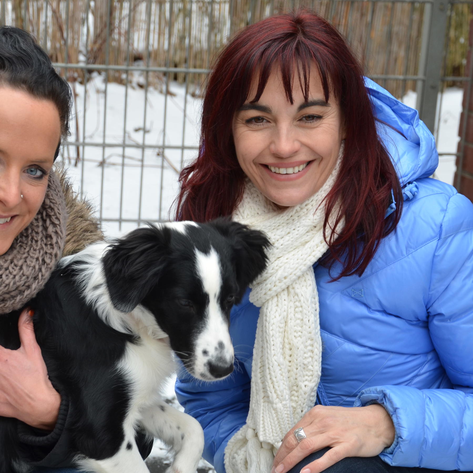 Tiergeschichten1 - Welcher Hund passt