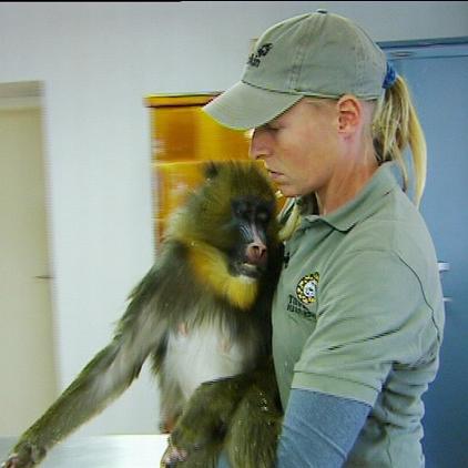 Tierwelt Mandrill Tierwelt Mandrill
