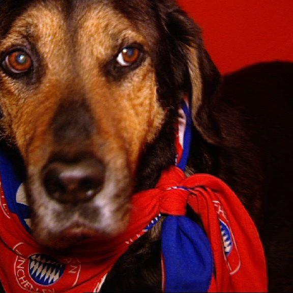 Tierrettung Hund Tierrettung Hund