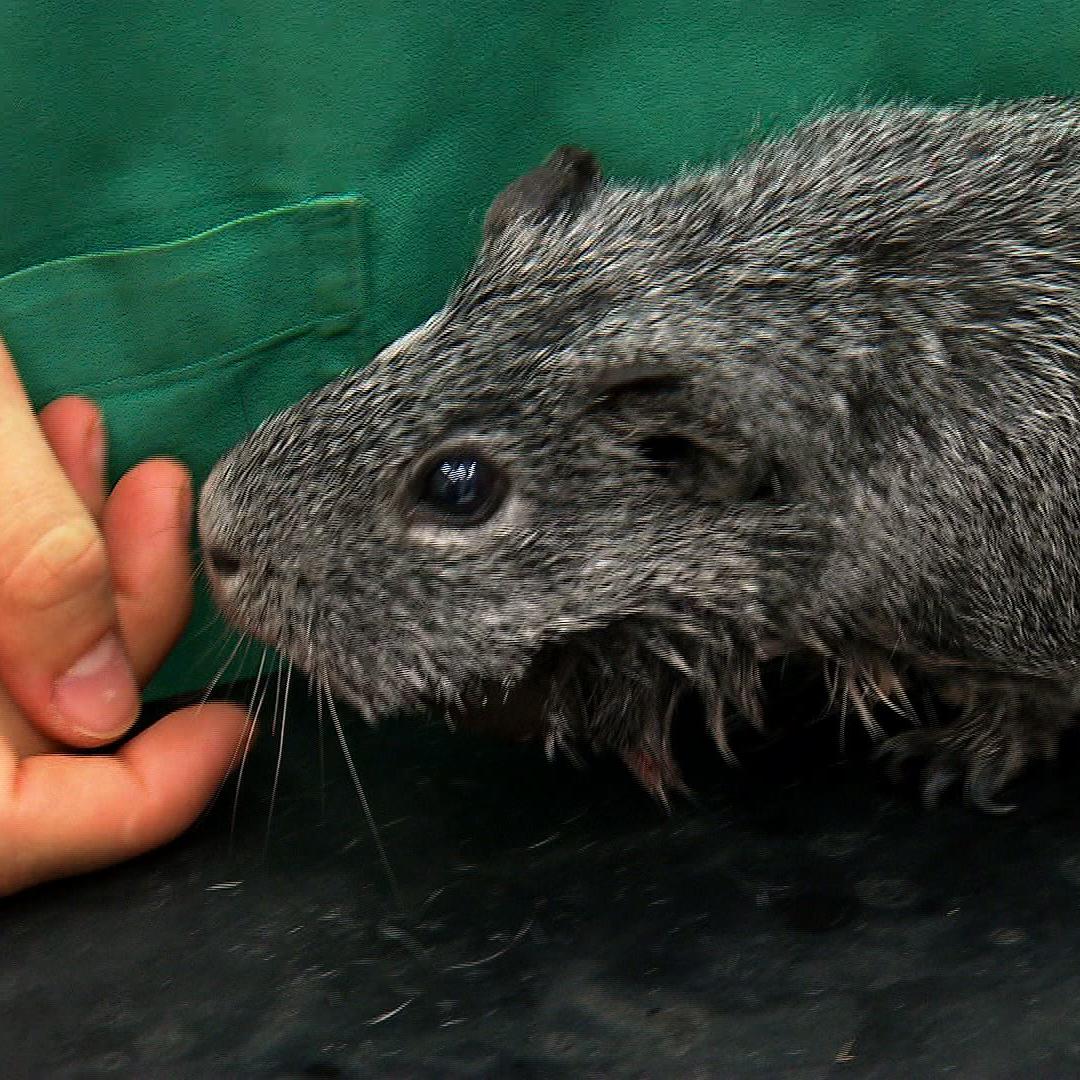 tk isernhagen2 meerschweinchen1 tk isernhagen2 meerschweinchen1