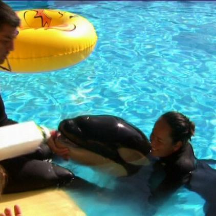 loro parque orca-kalb loro parque orca-kalb