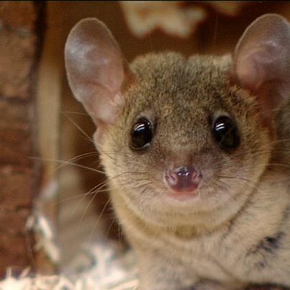 zuatzbild kurzschwanzopossum zuatzbild kurzschwanzopossum