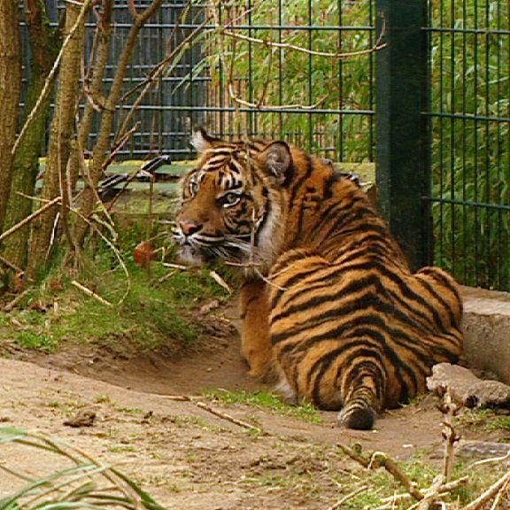 zoo krefeld Tiger zoo krefeld Tiger