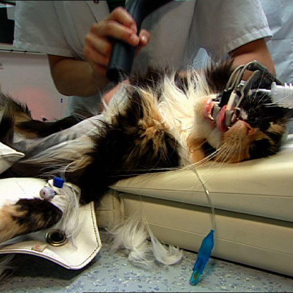 TK Bilefeld Katze TK Bilefeld Katze