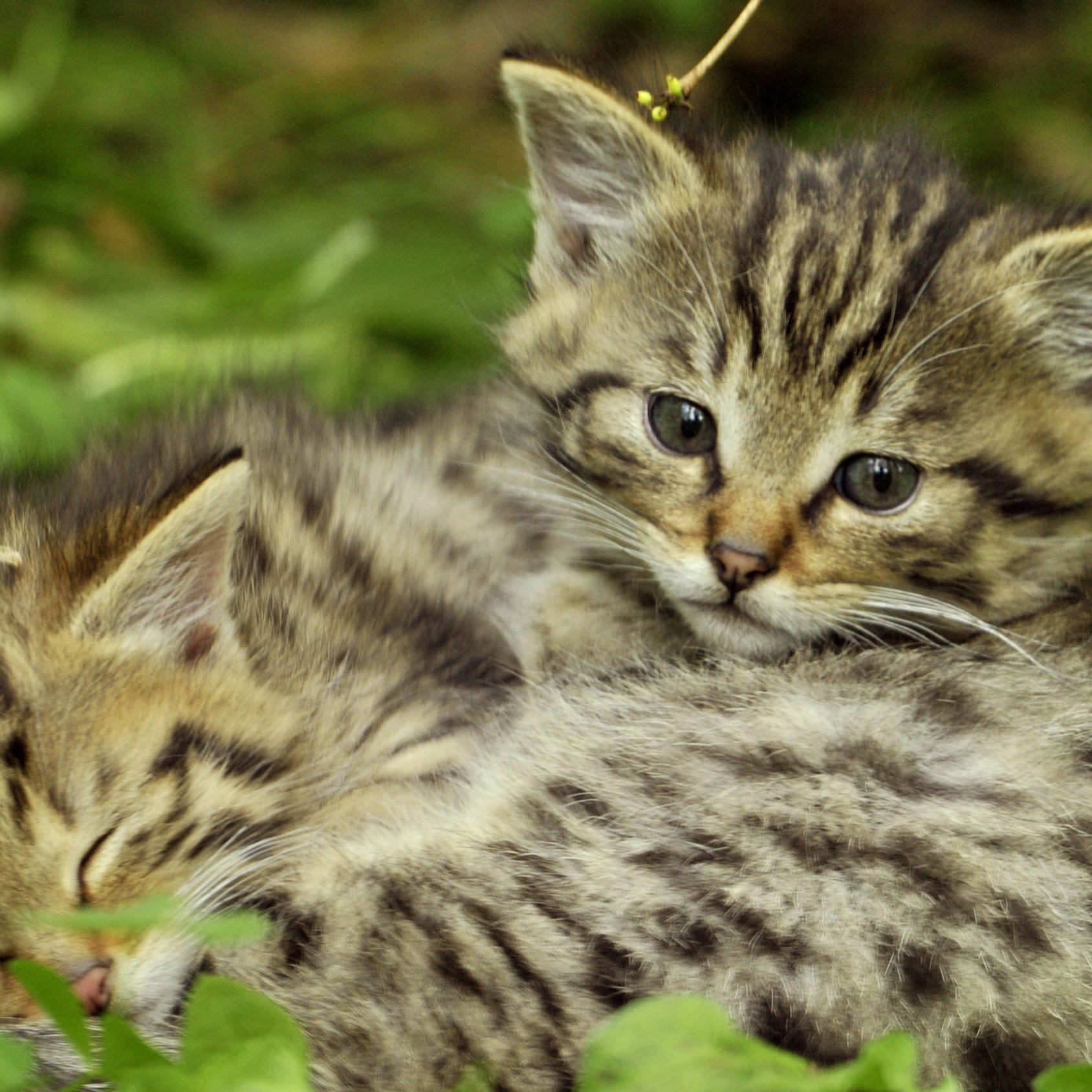 Junge Wildkatzen Junge Wildkatzen