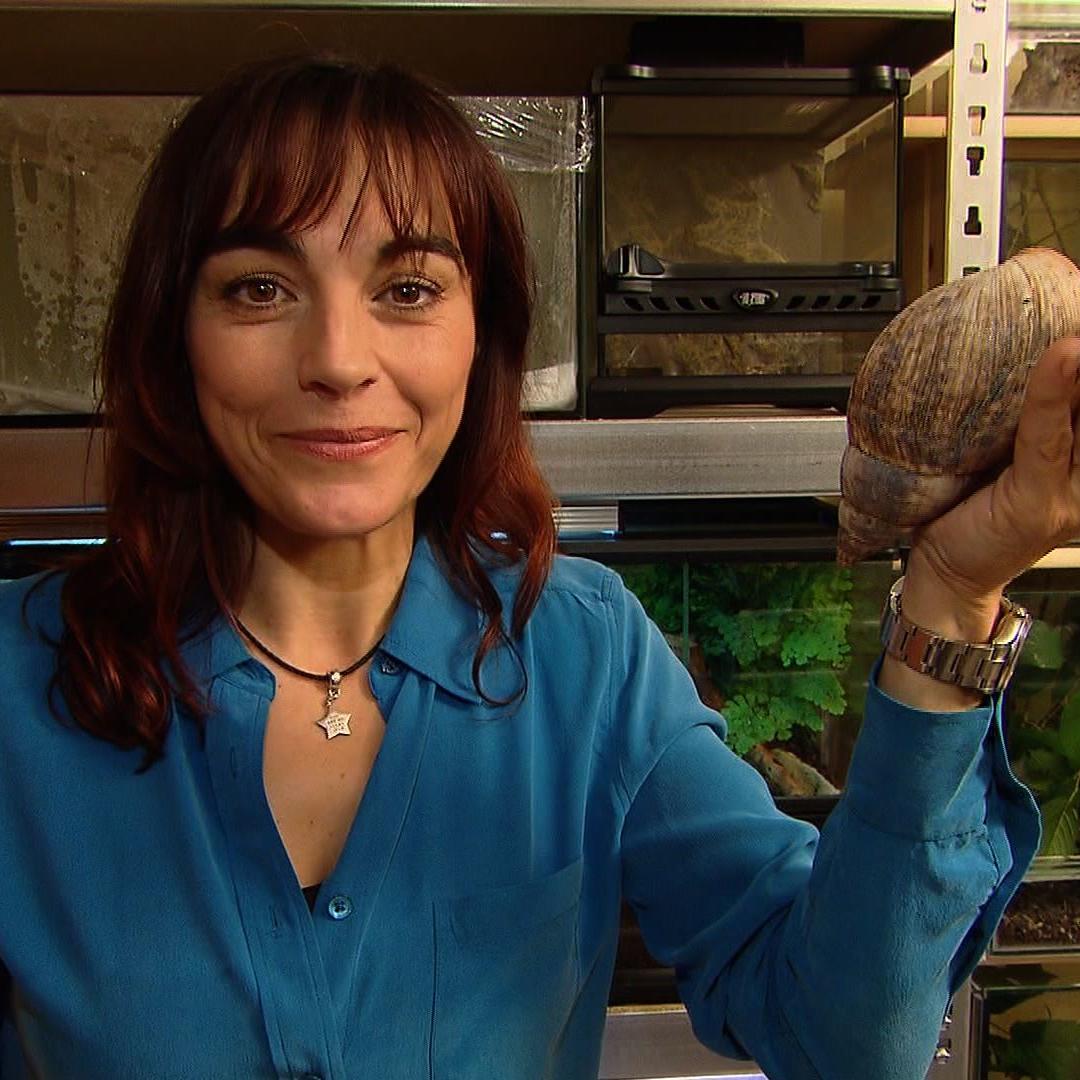 Tiergeschichten2 - Diana und Afrikanische Achatschnecke Tiergeschichten2 - Diana und Afrikanische Achatschnecke