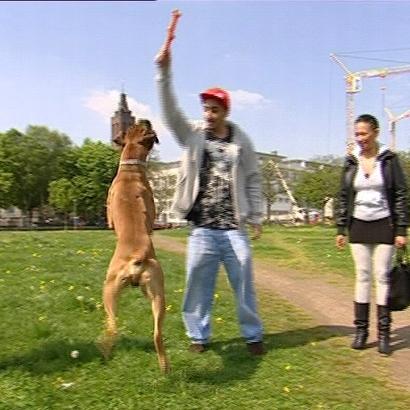 hundeprofi a2 hundeprofi a2