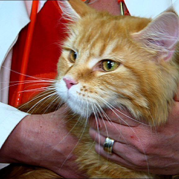 tierklinik haas+link Rote Katze tierklinik haas+link Rote Katze