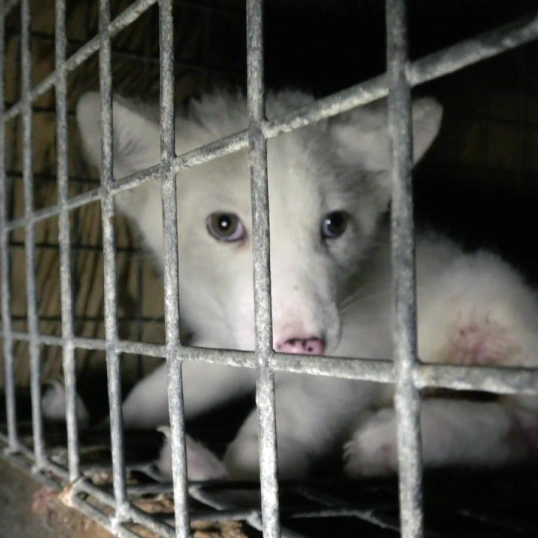 Tierschützer decken neuen Pelzskandal auf Tierschützer decken neuen Pelzskandal auf