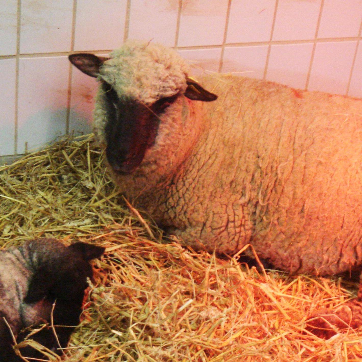 Tierklinik Gieen.jpg Tierklinik Gieen.jpg