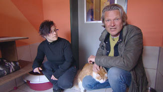 Umgang mit blinden Katzen