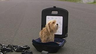 Anschnallsysteme für Hunde