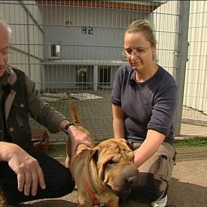 sprechstunde1 dr wolf shar pei sprechstunde1 dr wolf shar pei