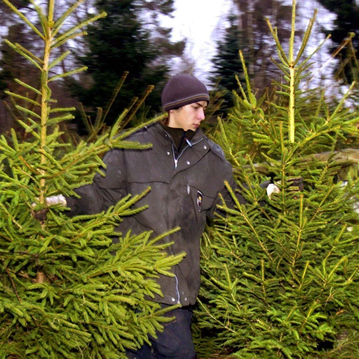 Weihnachtsbäume aus der Rostocker Heide Weihnachtsbäume aus der Rostocker Heide