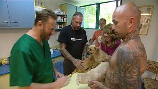 Harte Hunde - Tierretter in Rumänien