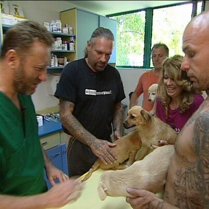 tiergesch3 hunde beim arzt tiergesch3 hunde beim arzt