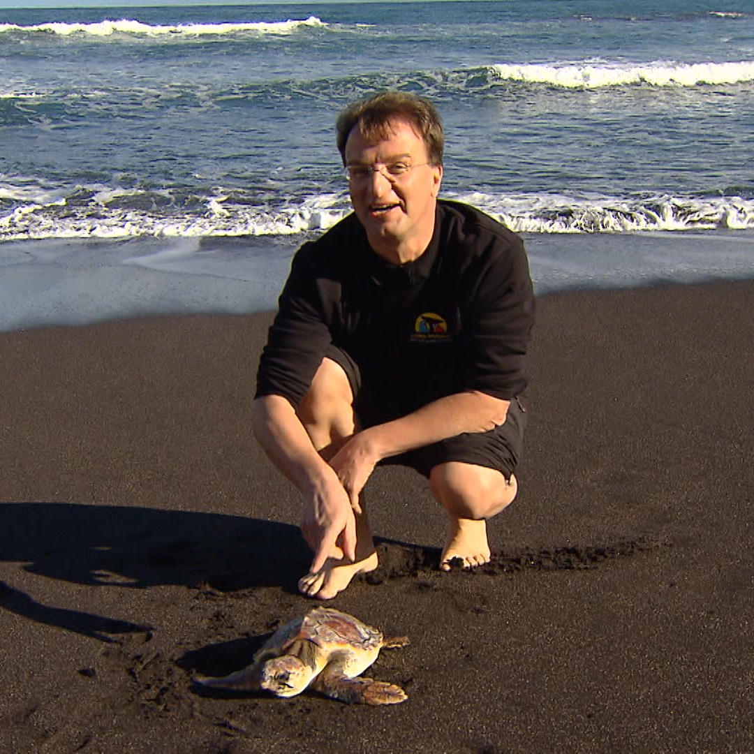 Reinschmidt Schildkroete.VOX Reinschmidt Schildkroete.VOX