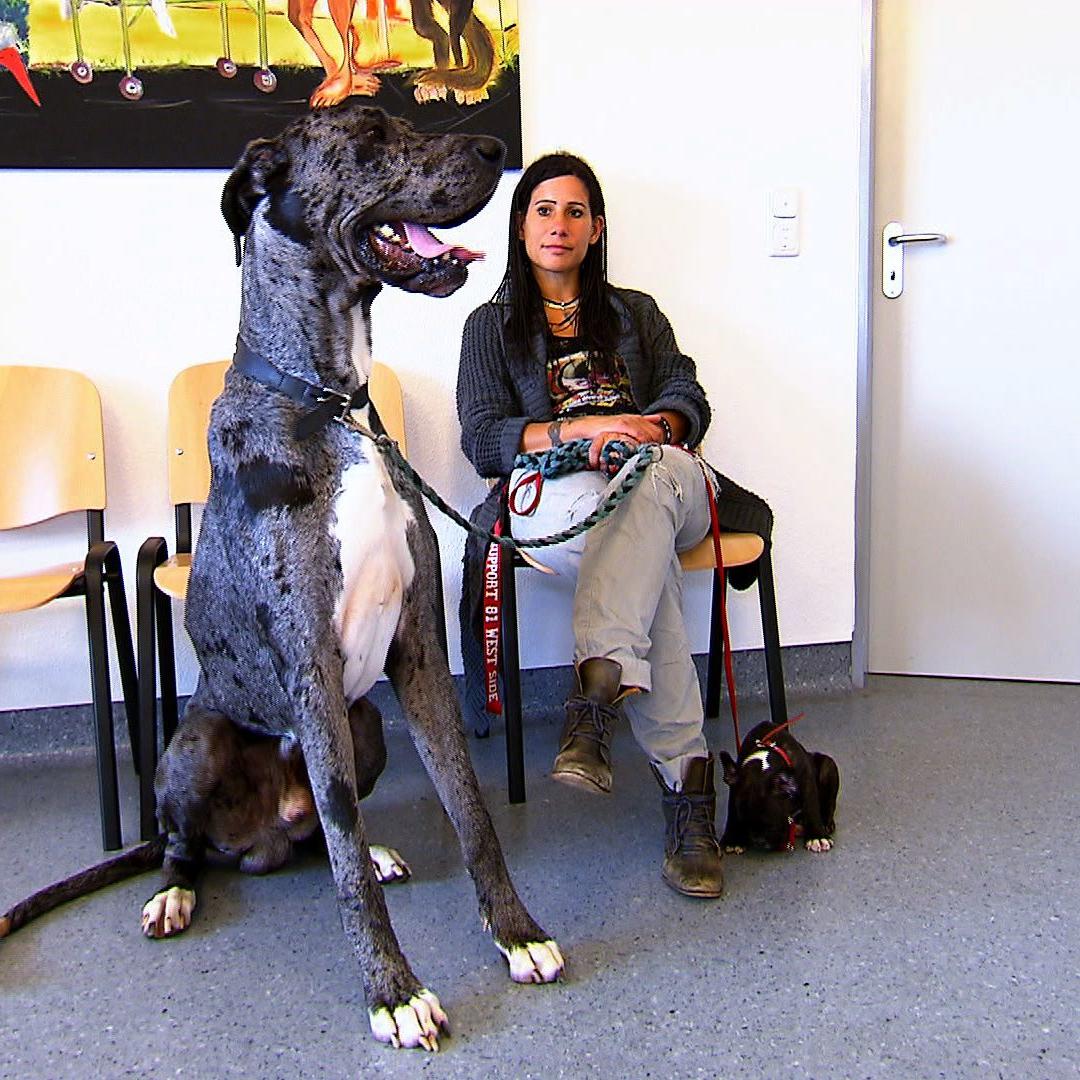 tk lneburg dogge gustav