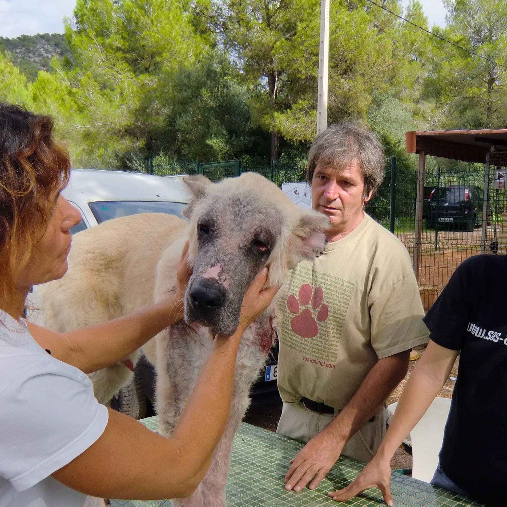 Tierschützer auf Mallorca (Hund an der Kette 1).jpg