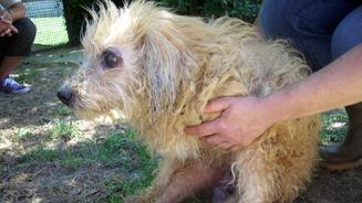 Videos: Bambis schweres Schicksal