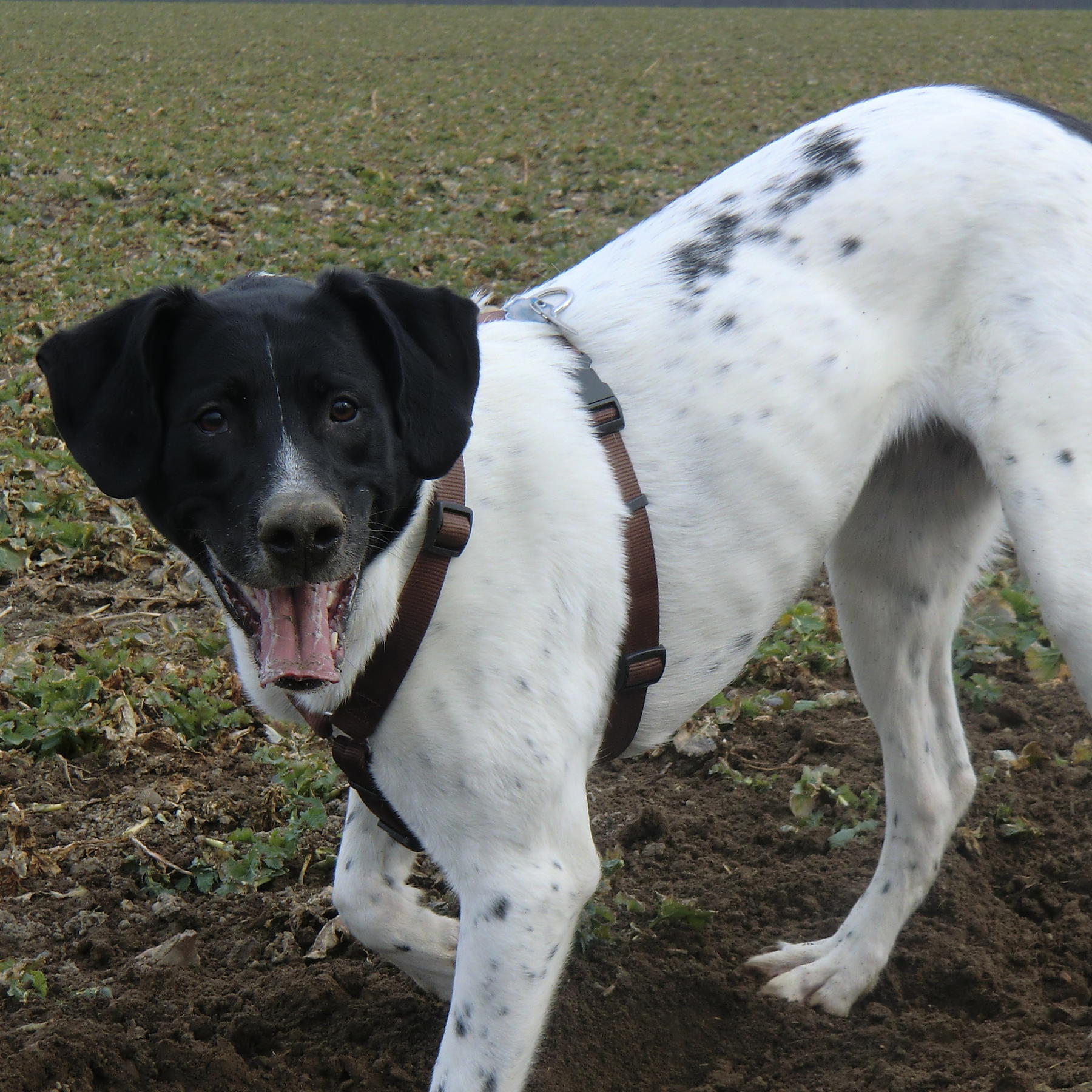 Tiere in Not 2 - Finja