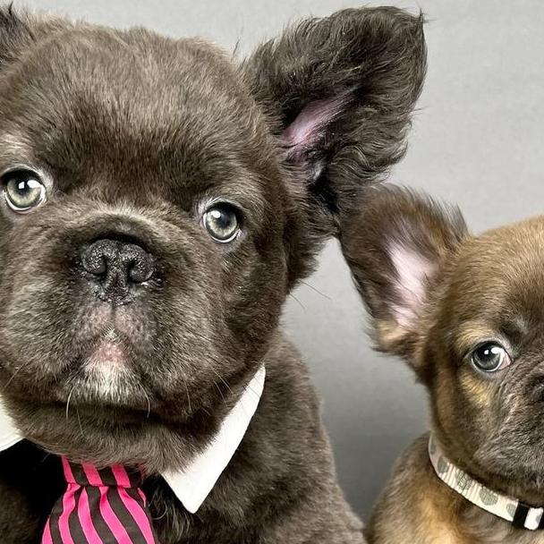 Französische Bulldoggen mit langem Fell sind nicht nur im Internet beliebt. Französische Bulldoggen mit langem Fell sind nicht nur im Internet beliebt.