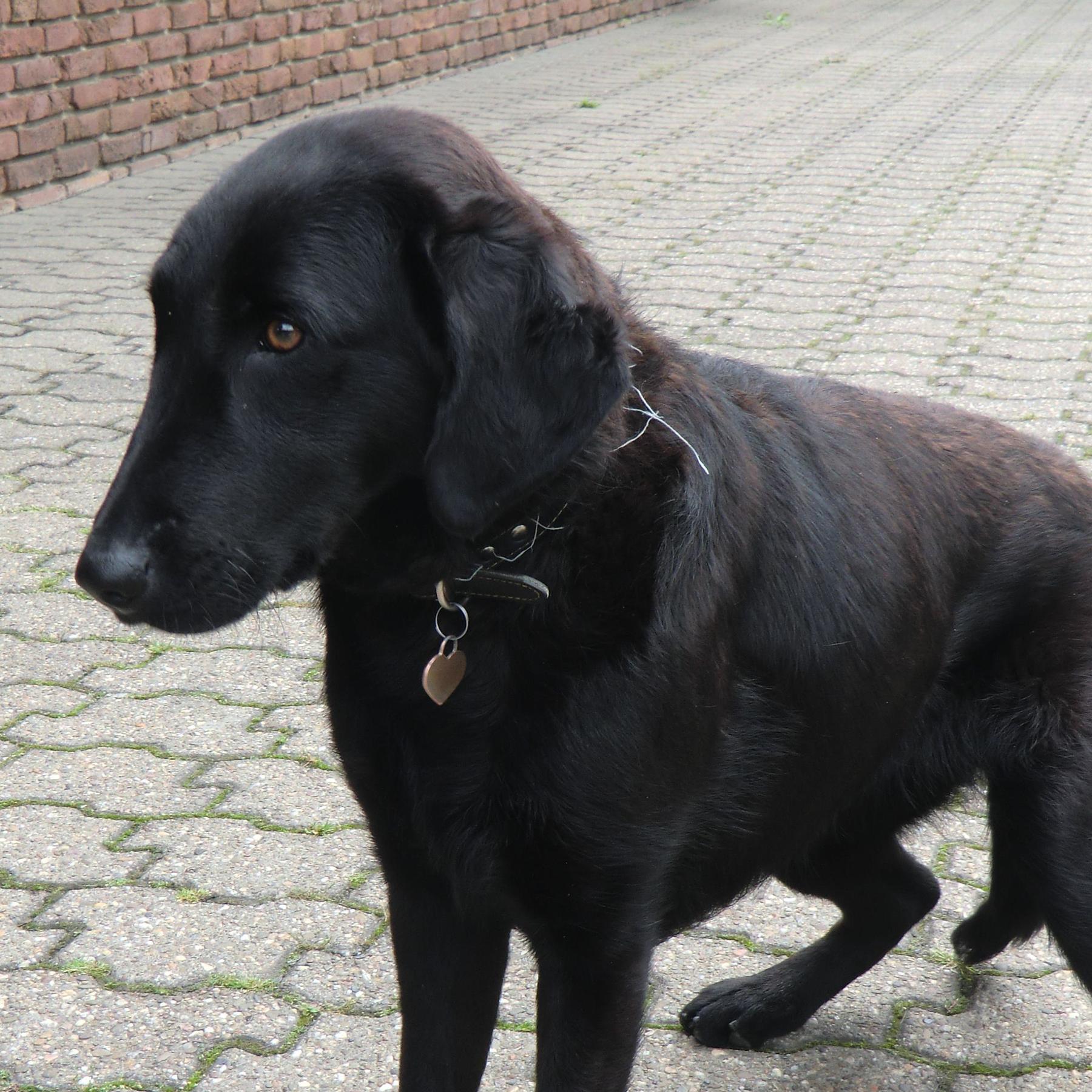 Tiere in Not 2.jpg Tiere in Not 2.jpg