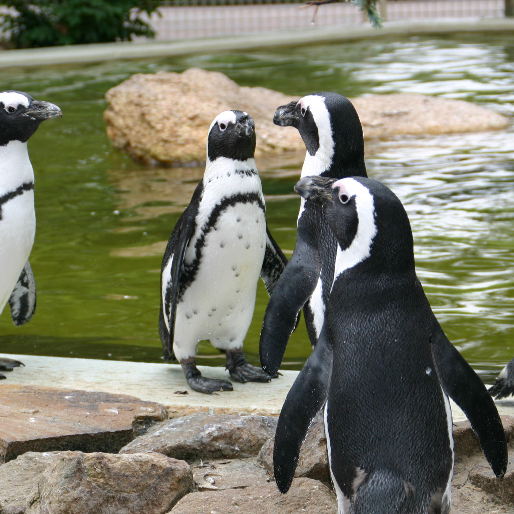 Pinguine 1 Pinguine 1