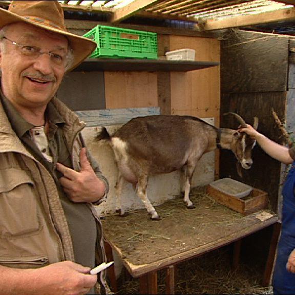 Sprechstunde1 - Ziege Mastitis Sprechstunde1 - Ziege Mastitis