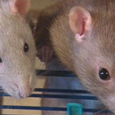 ratte ratte