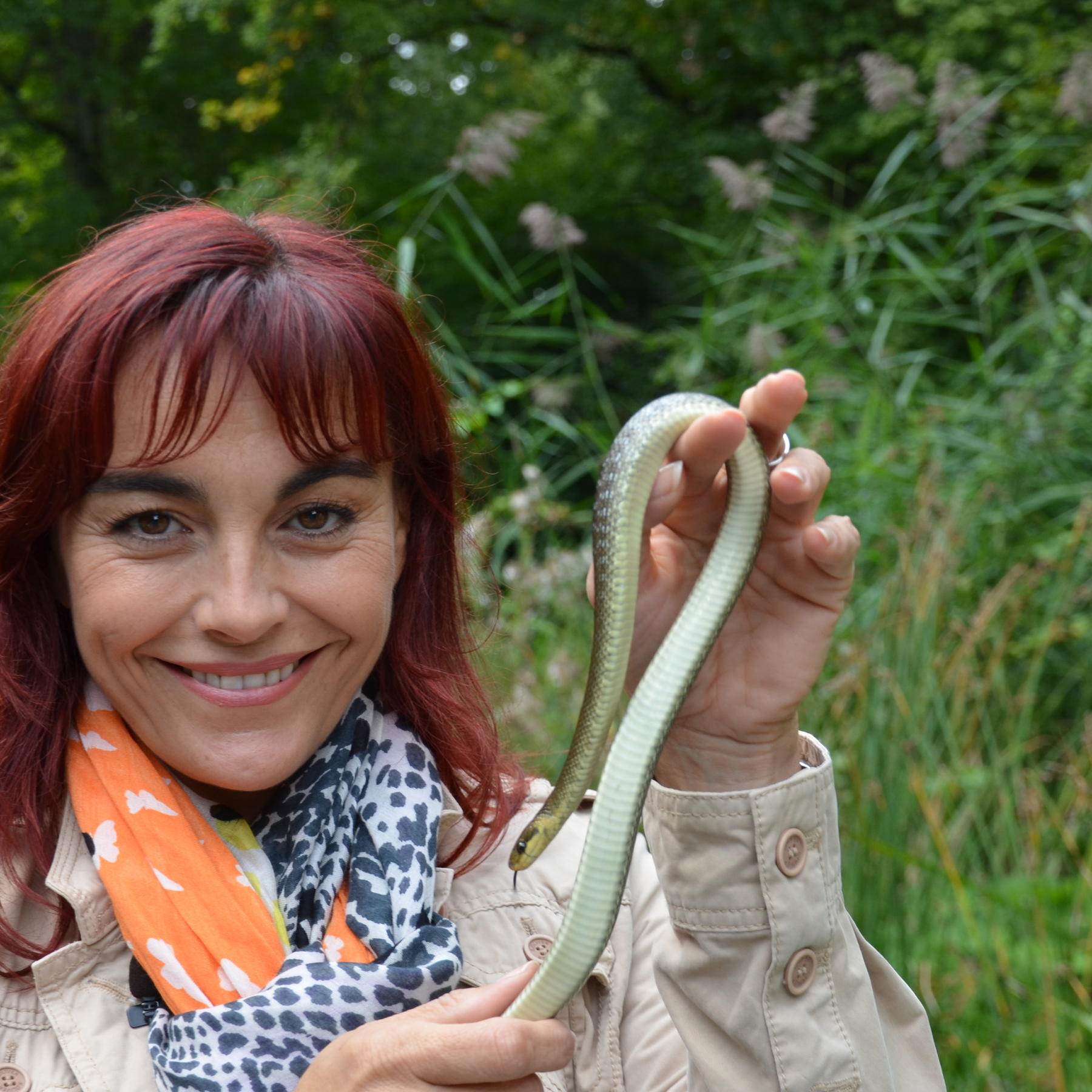 TG2 - Freilandterrarium - VOX-DOCMA TV - hundkatzemaus-Reporterin Diana Eichhorn mit einer skulapnatter die auf ihre Einwinterung vorbereitet wird