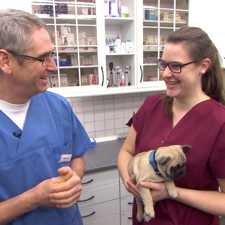 Tiergeschichten3 - VOX-DOCMA TV - Neue Mini-Serie ber Tierklinik Isernhagen - Dr. Werner Thiet und Ann-Katrin Deliga mit Franzsischer Bulldogge Paul Tiergeschichten3 - VOX-DOCMA TV - Neue Mini-Serie ber Tierklinik Isernhagen - Dr. Werner Thiet und Ann-Katrin Deliga mit Franzsischer Bulldogge Paul
