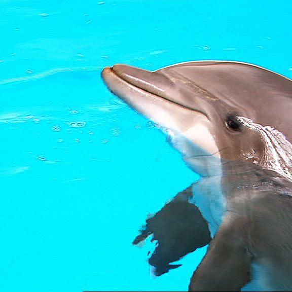 Loro Parque Delfin Loro Parque Delfin