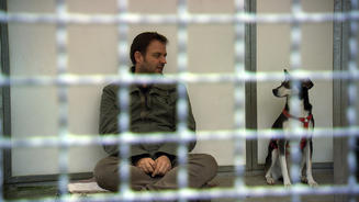 Tierheimhunde suchen ein neues Zuhause