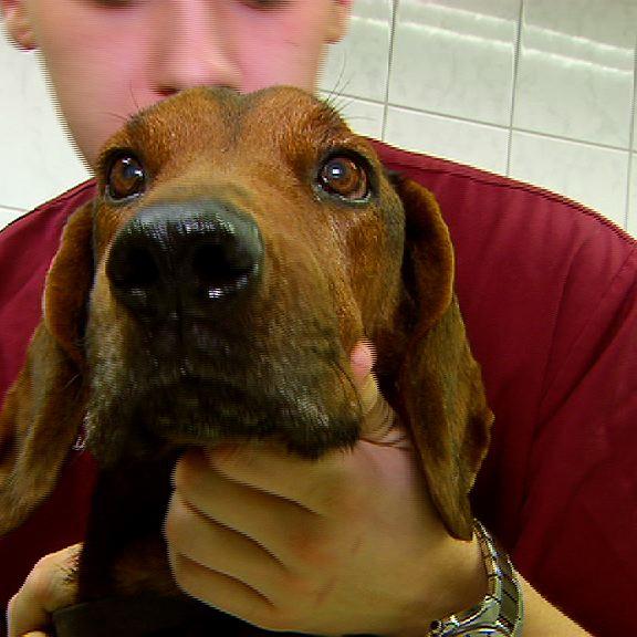 tk lueneburg hund dargo tk lueneburg hund dargo