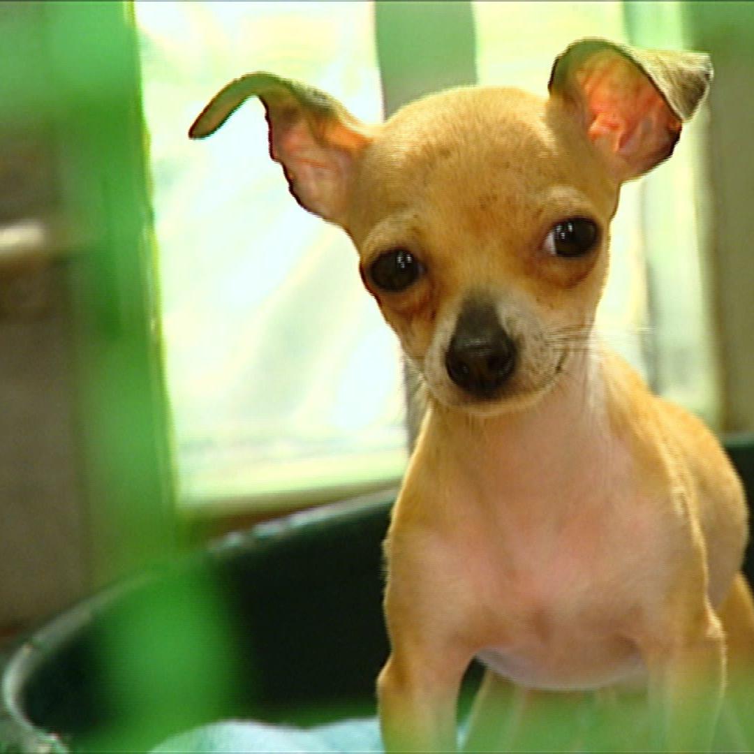 th hamburg Chihuahua th hamburg Chihuahua