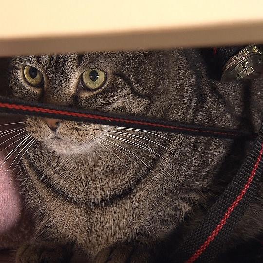 Katzenexpertin - VOX-DOCMA TV-LISA EHL - Motti versteckt sich stndig unterm Bett Katzenexpertin - VOX-DOCMA TV-LISA EHL - Motti versteckt sich stndig unterm Bett