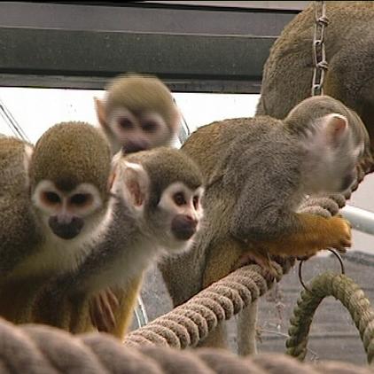zusatzbild totenkopfaeffchen gruppe zusatzbild totenkopfaeffchen gruppe