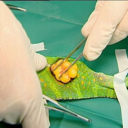 reptilienarzt bauer chamäleon reptilienarzt bauer chamäleon