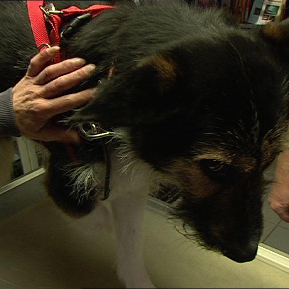 Vorschau 3 - Dr. Wolf behandelt dreibenigen Hund Vorschau 3 - Dr. Wolf behandelt dreibenigen Hund